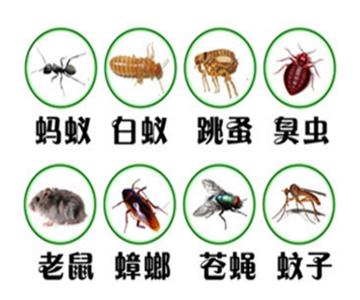 白蚁防治